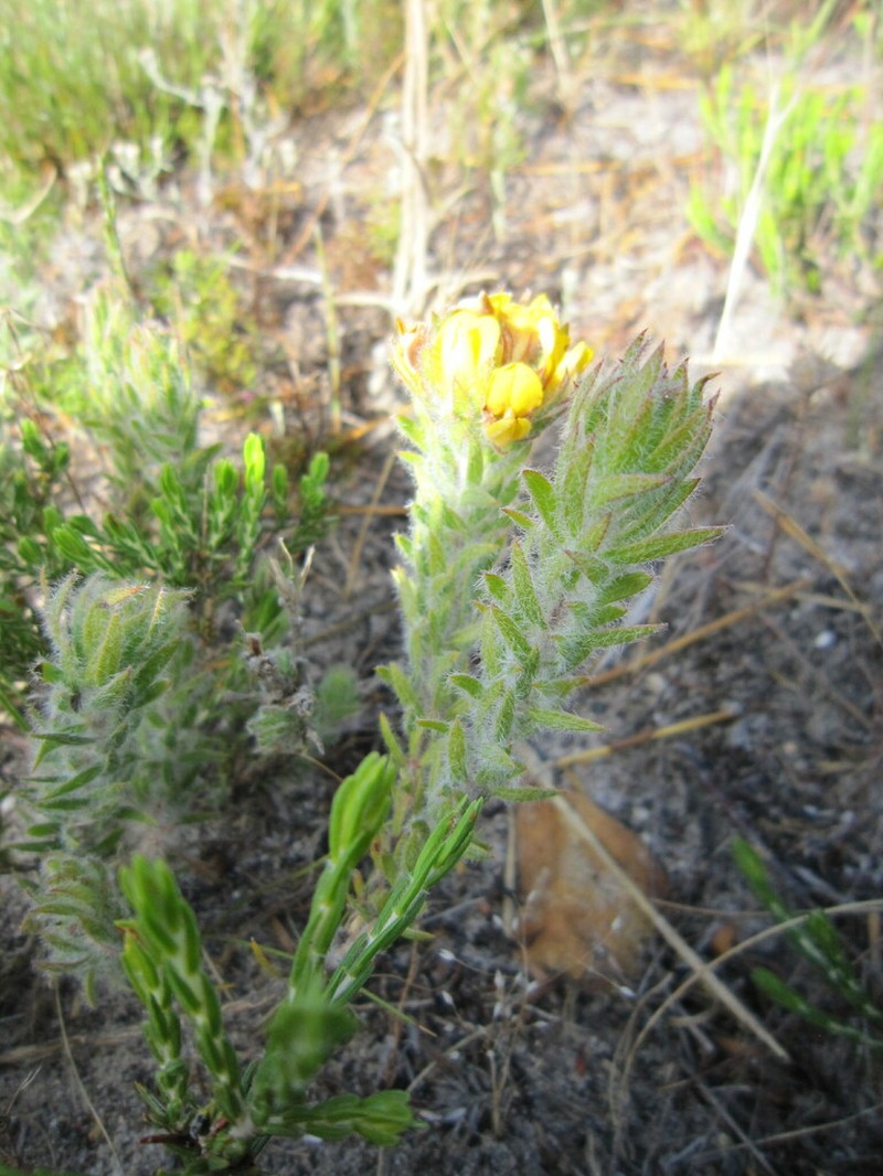 Aspalathus aspalathoides photo 7