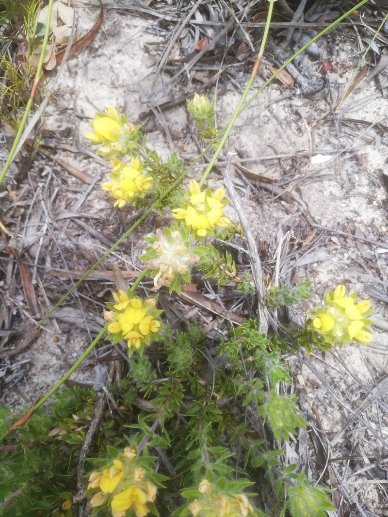 Aspalathus aspalathoides photo 8