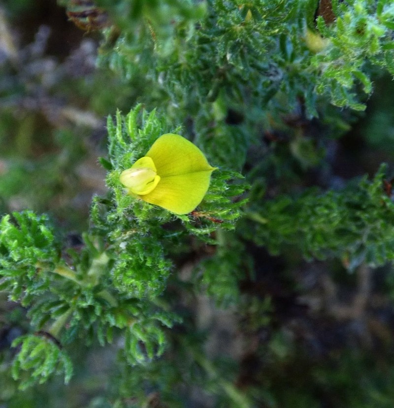 Aspalathus asparagoides