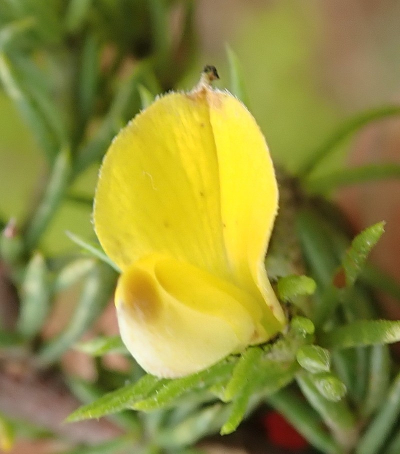 Aspalathus asparagoides photo 3
