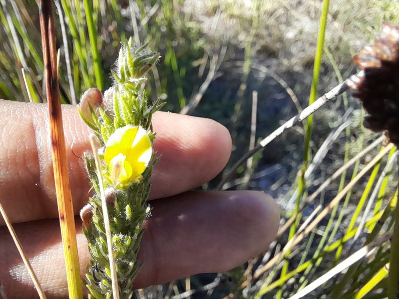 Aspalathus asparagoides photo 5