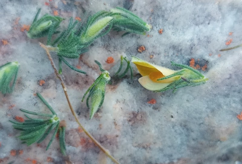 Aspalathus asparagoides photo 6
