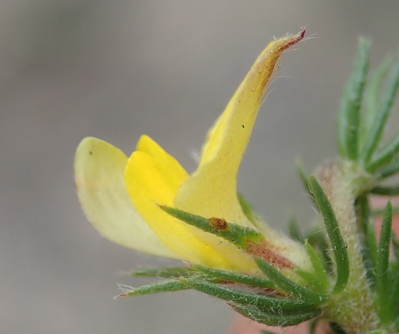 Aspalathus asparagoides photo 7