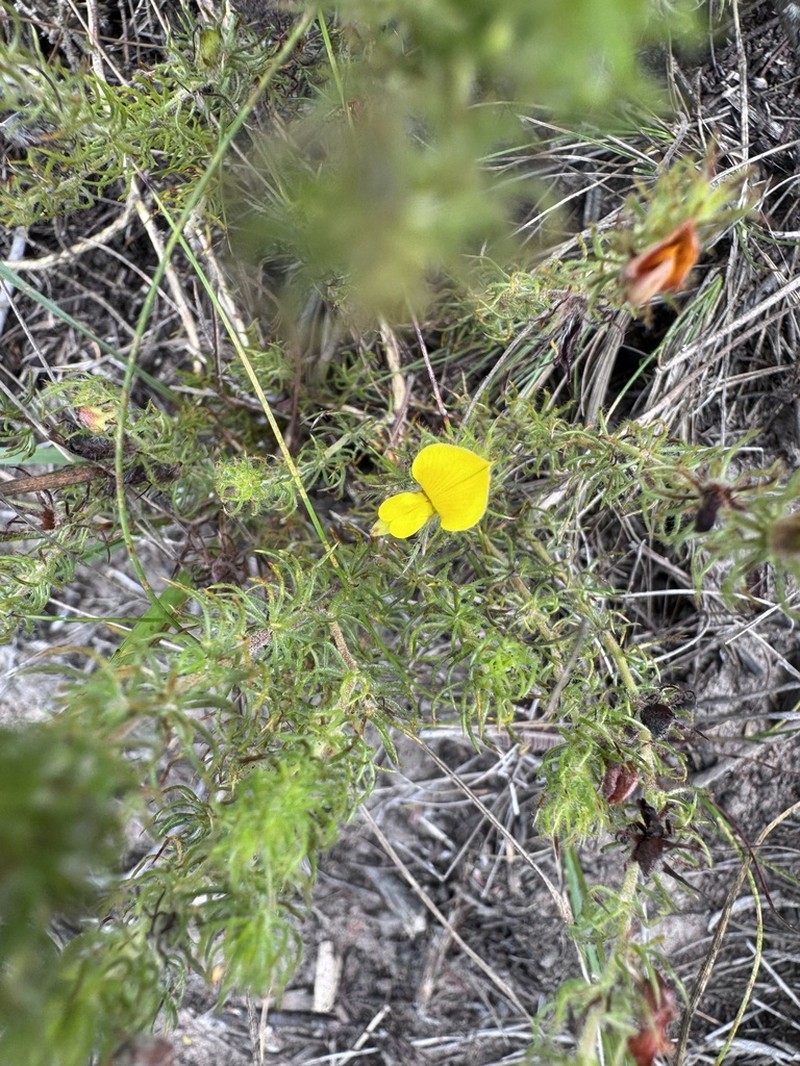 Aspalathus asparagoides photo 8