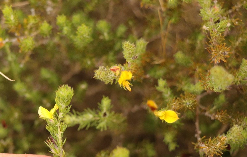 Aspalathus asparagoides subsp. asparagoides