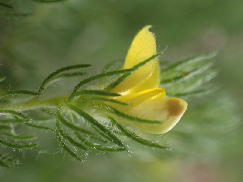 Aspalathus asparagoides subsp. asparagoides photo 2