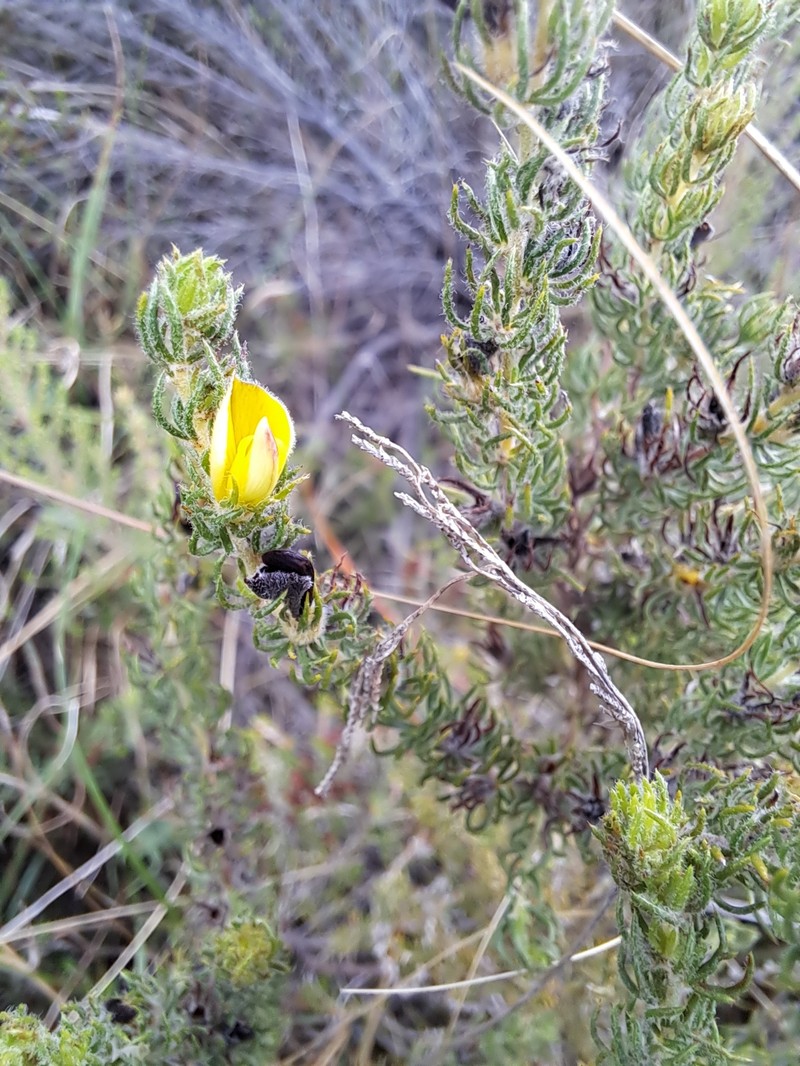 Aspalathus asparagoides subsp. asparagoides photo 3