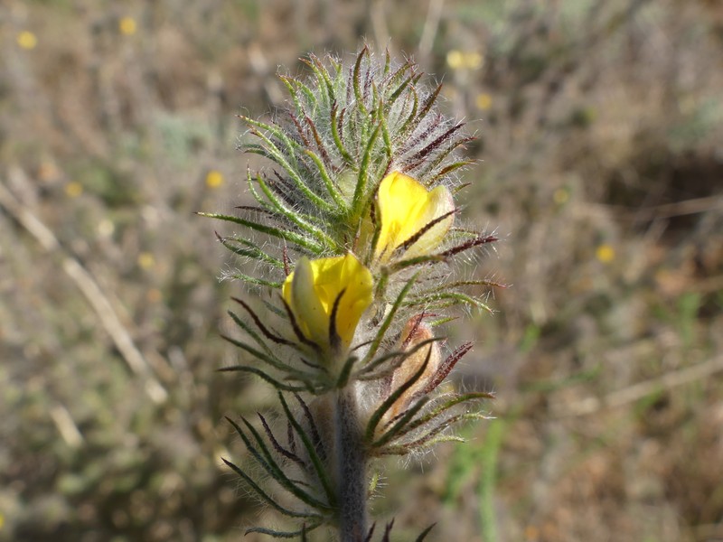 Aspalathus asparagoides subsp. asparagoides photo 4