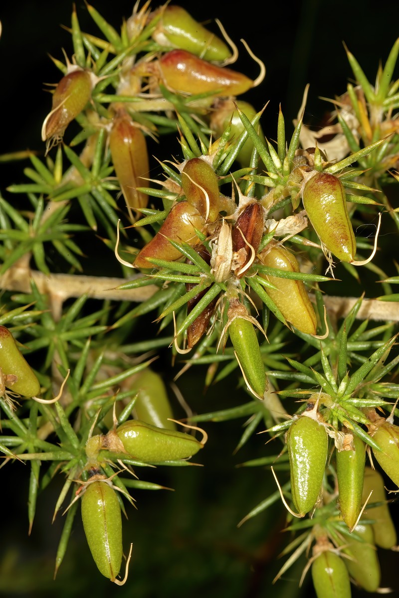 Aspalathus astroites