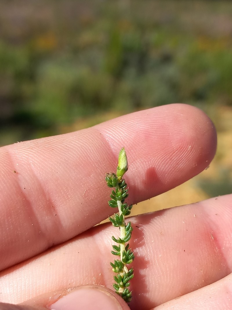 Aspalathus attenuata