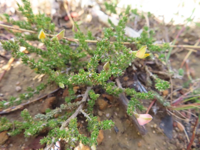 Aspalathus attenuata photo 2