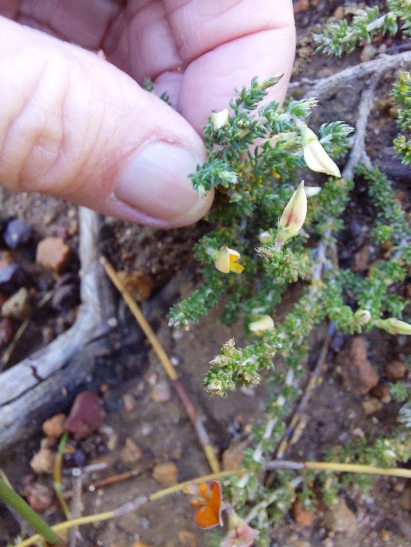 Aspalathus attenuata photo 4