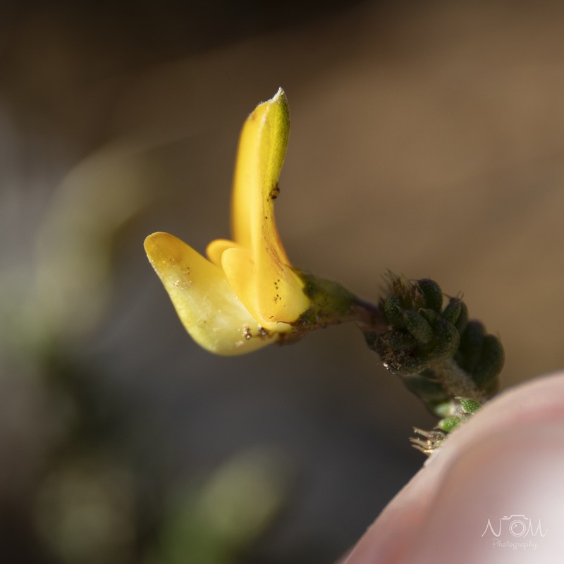 Aspalathus attenuata photo 5