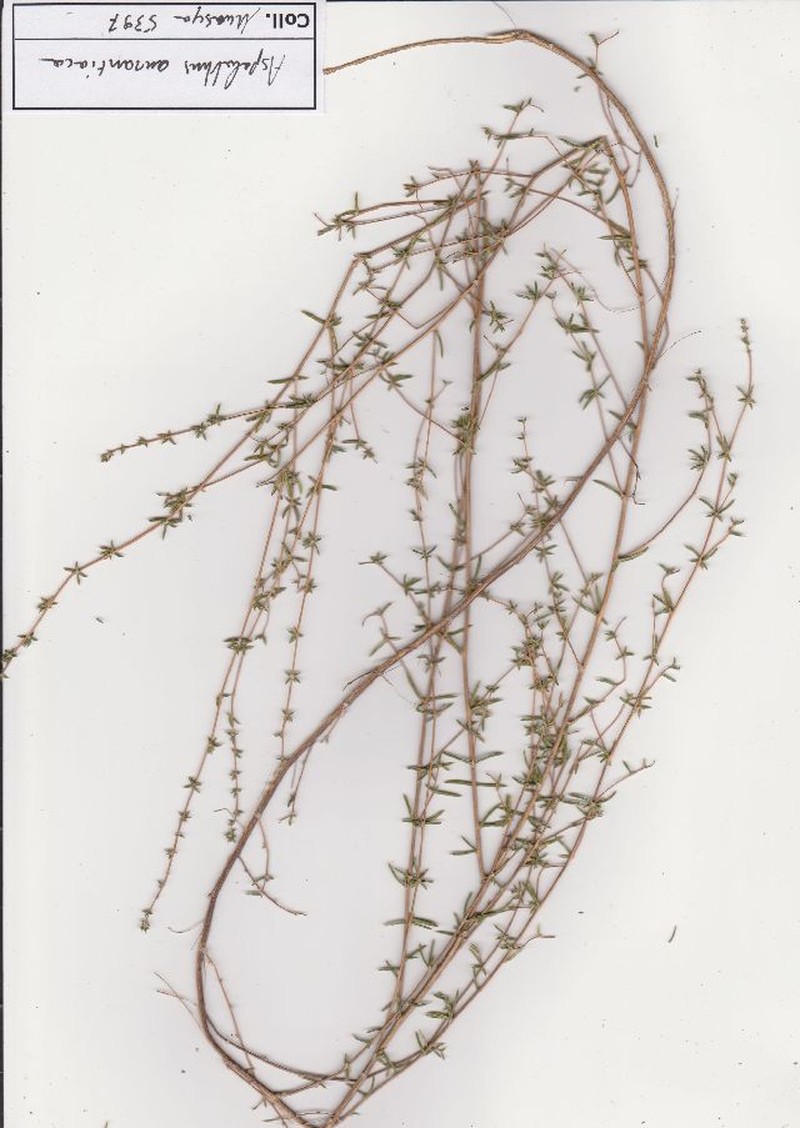 Aspalathus aurantiaca photo 2