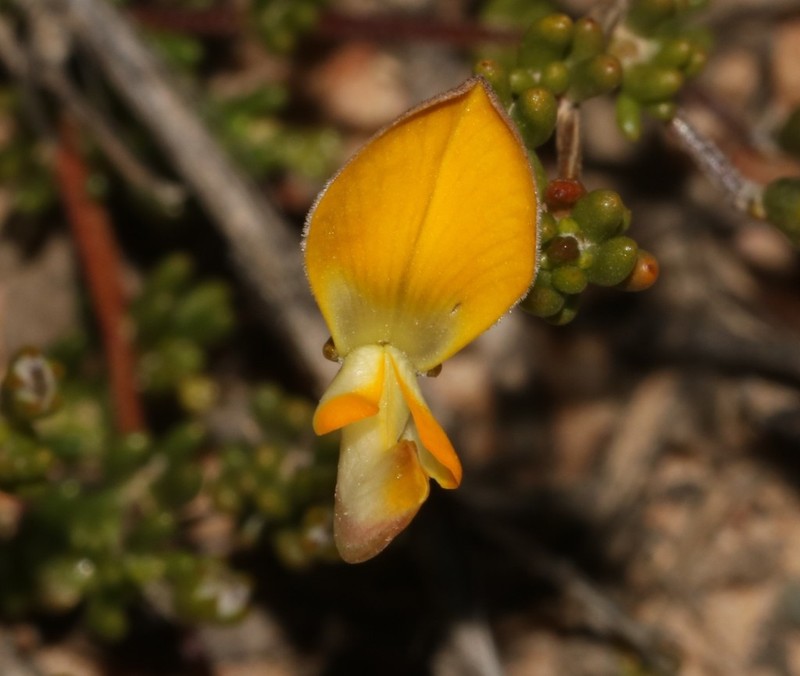 Aspalathus aurantiaca