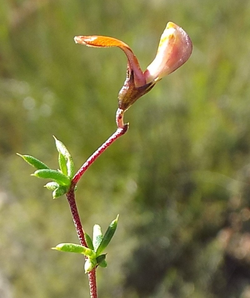 Aspalathus aurantiaca photo 3