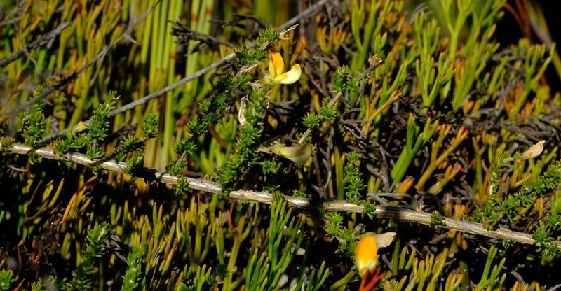 Aspalathus aurantiaca photo 4
