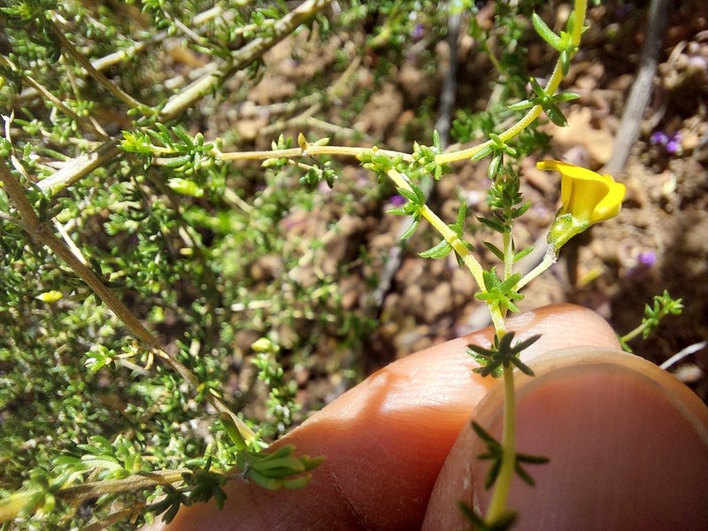 Aspalathus aurantiaca photo 5