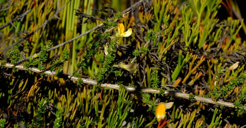 Aspalathus aurantiaca photo 7