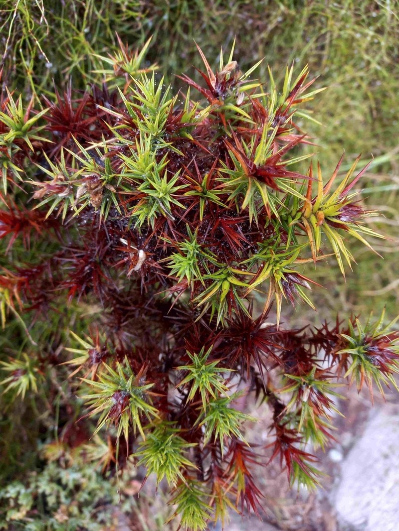 Aspalathus barbata