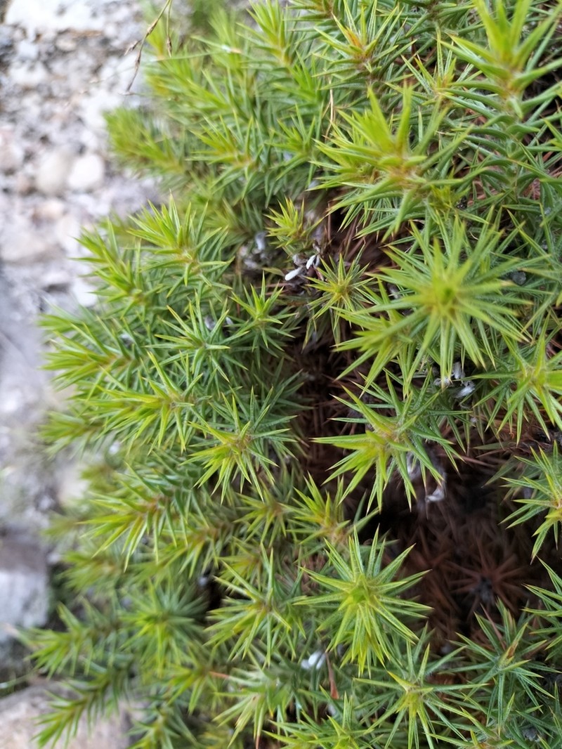 Aspalathus barbata photo 4