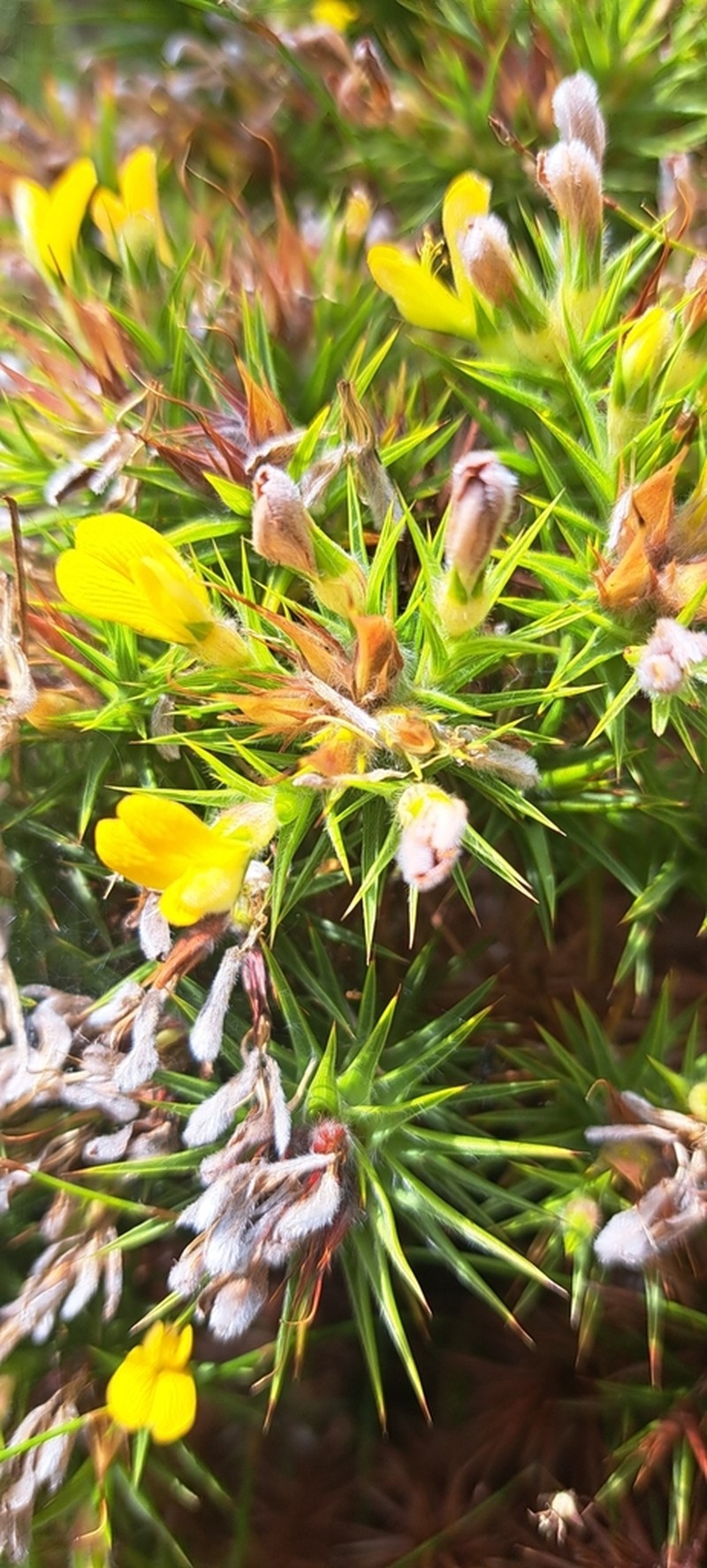 Aspalathus barbata photo 5