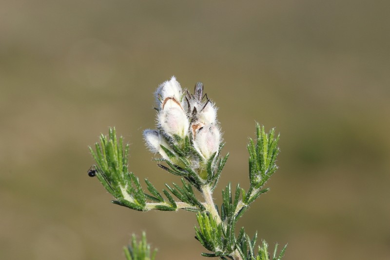 Aspalathus barbigera