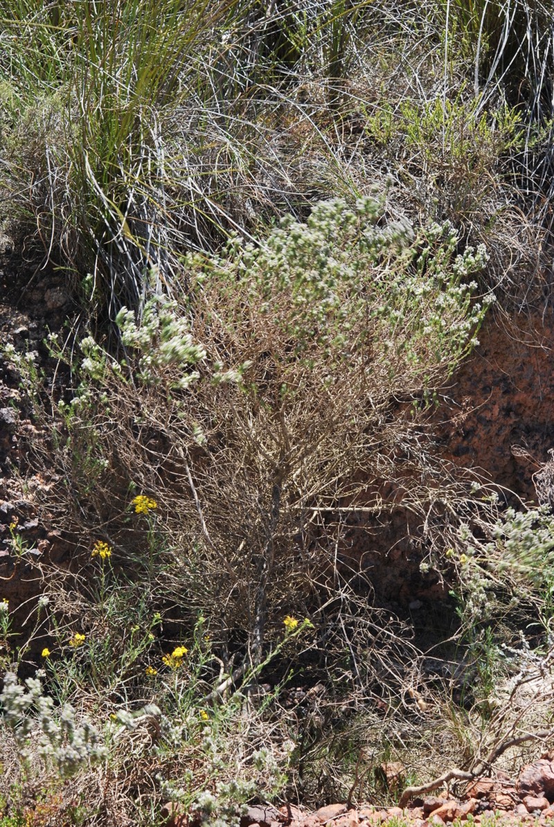 Aspalathus barbigera photo 4