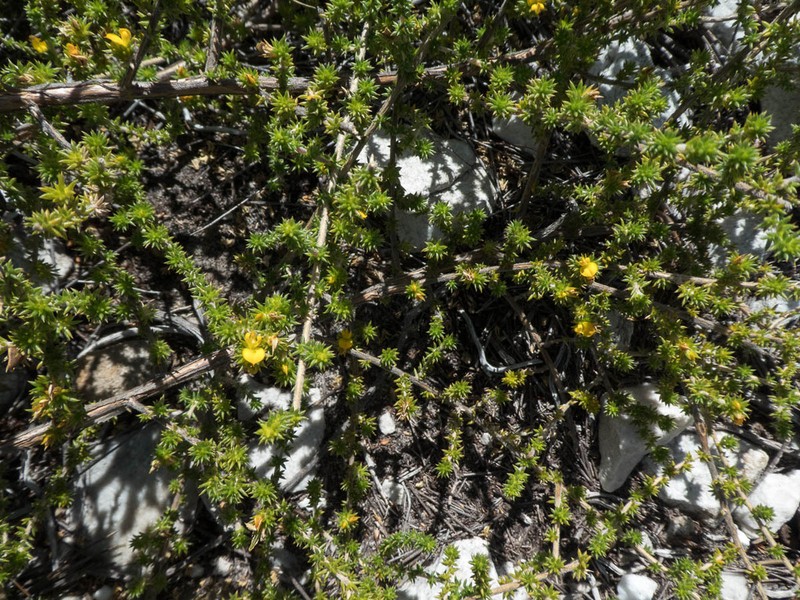 Aspalathus batodes