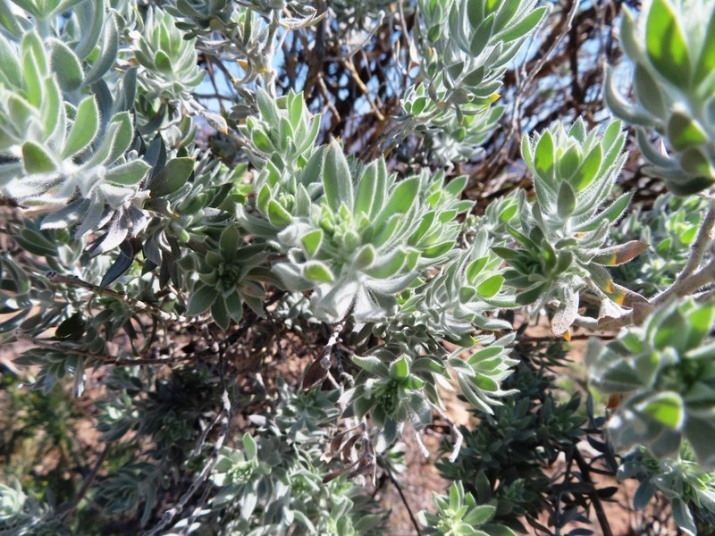 Aspalathus bidouwensis photo 3