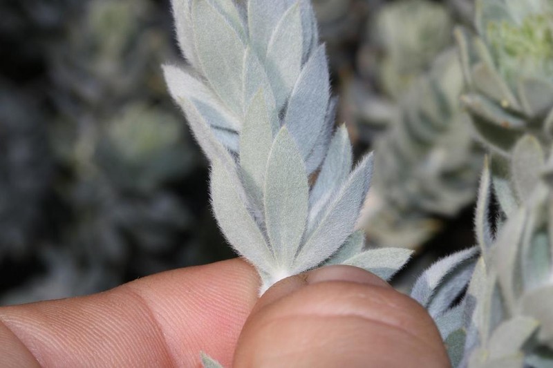 Aspalathus bidouwensis photo 4