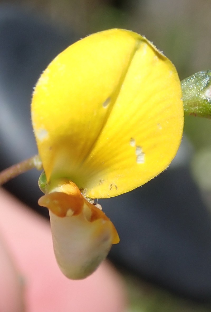 Aspalathus biflora