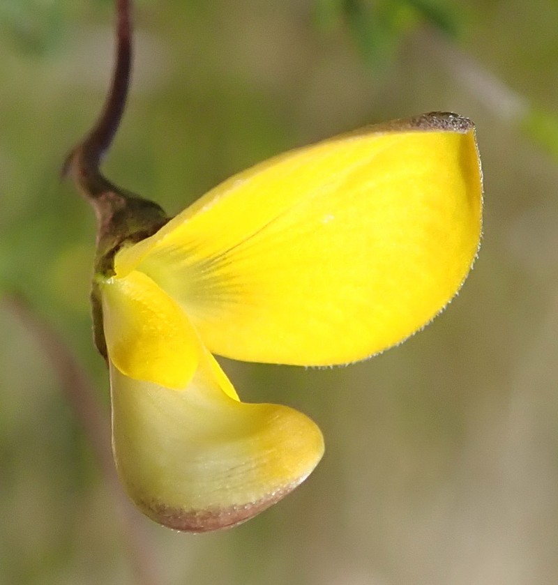 Aspalathus biflora photo 2