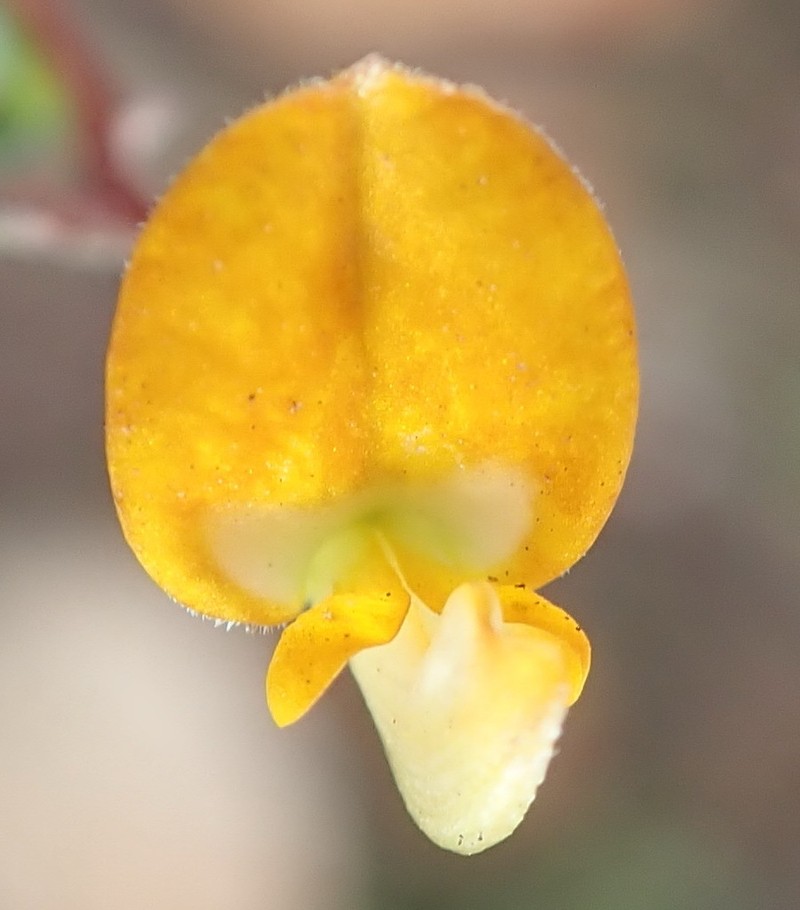 Aspalathus biflora photo 3