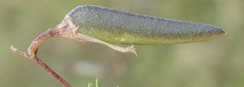 Aspalathus biflora photo 4