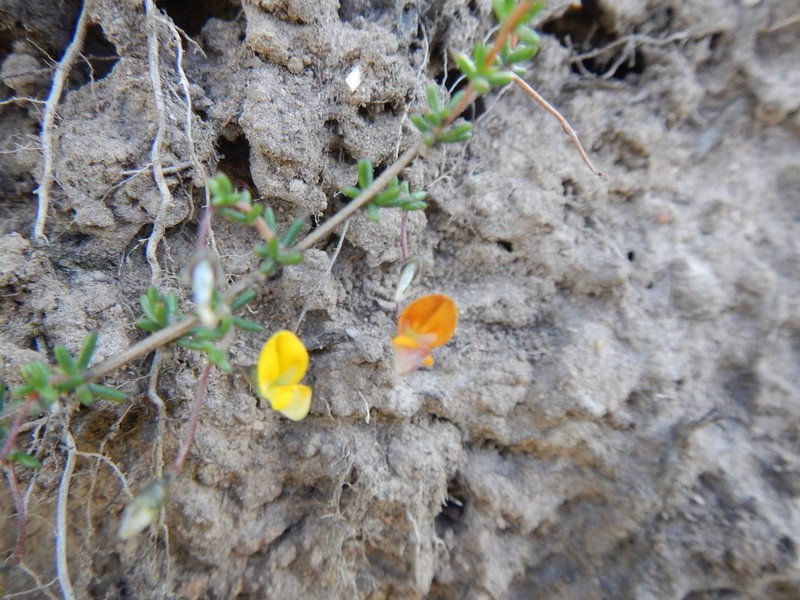 Aspalathus biflora photo 5