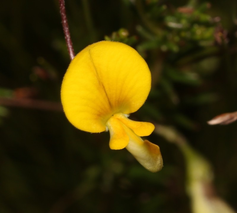 Aspalathus biflora photo 6