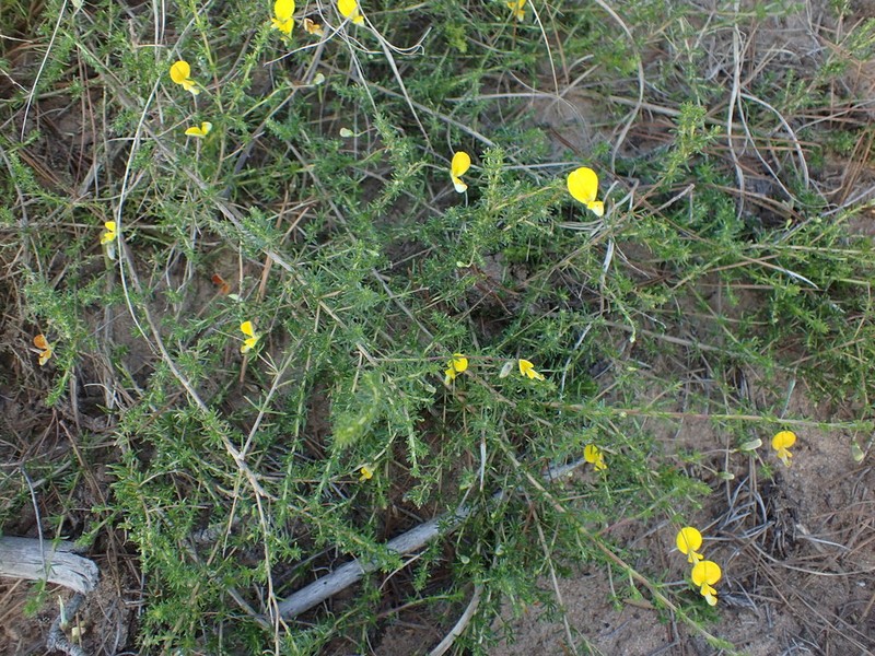 Aspalathus biflora photo 7