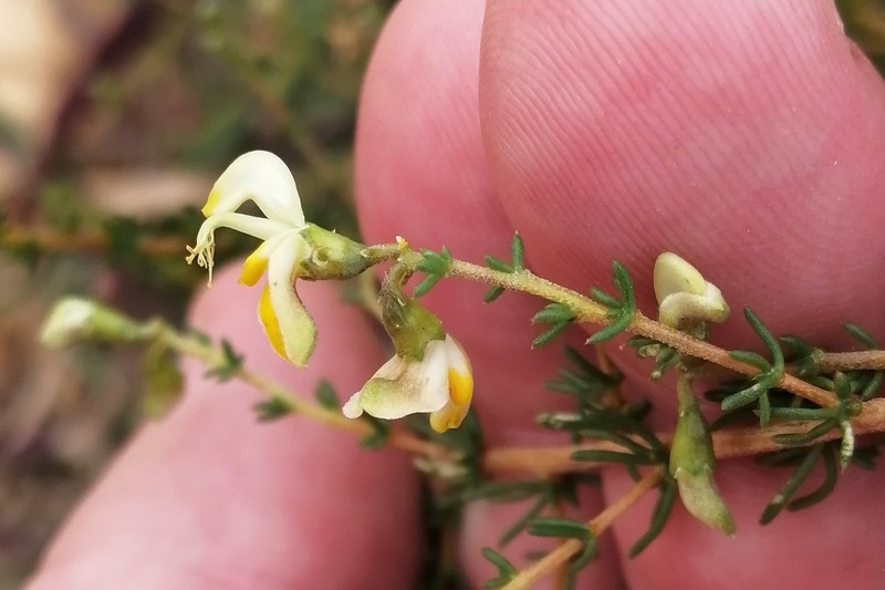 Aspalathus biflora subsp. biflora