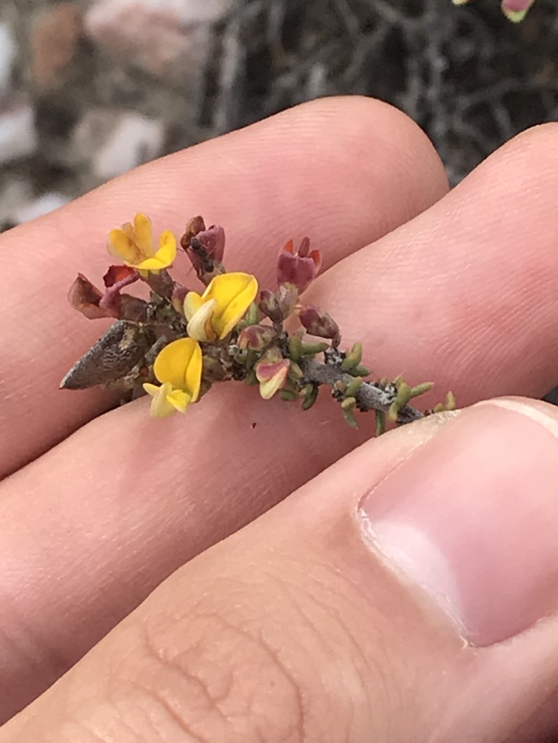 Aspalathus biflora subsp. biflora photo 2
