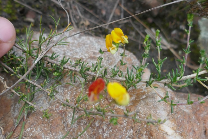 Aspalathus biflora subsp. biflora photo 3