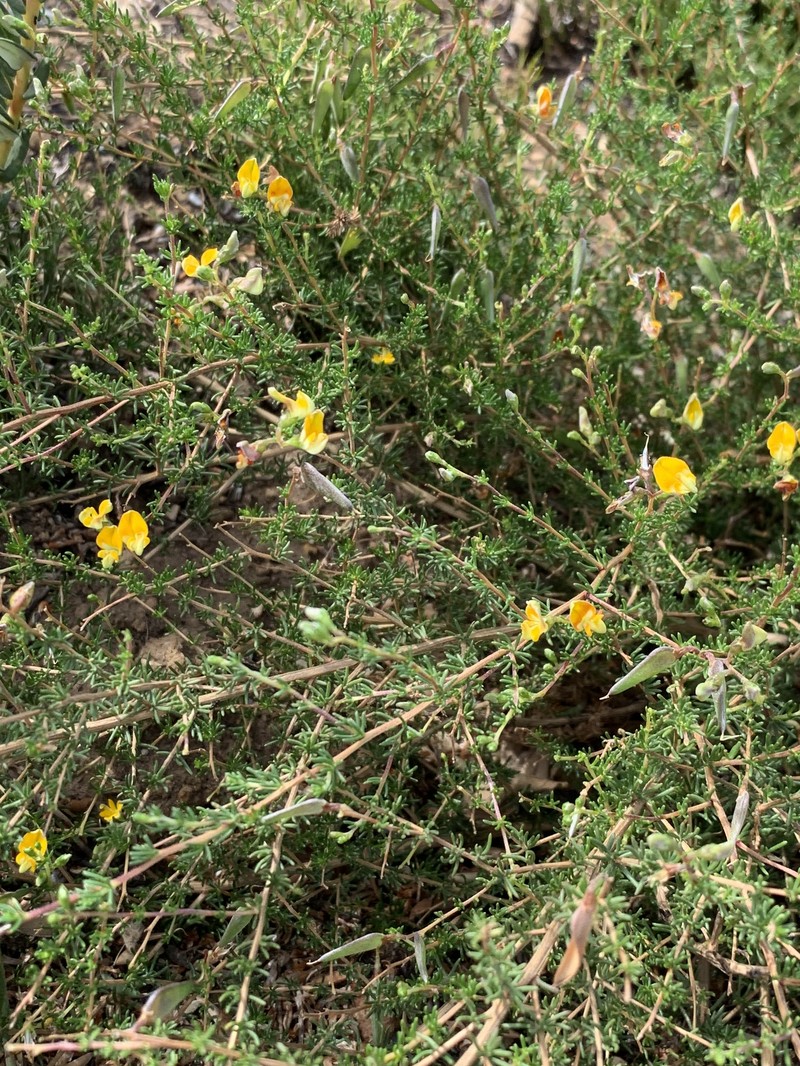 Aspalathus biflora subsp. biflora photo 4
