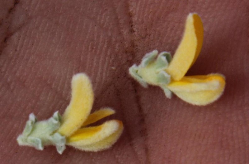 Aspalathus bodkinii