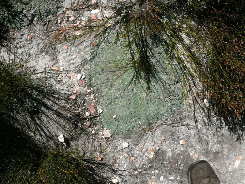 Aspalathus bodkinii photo 2