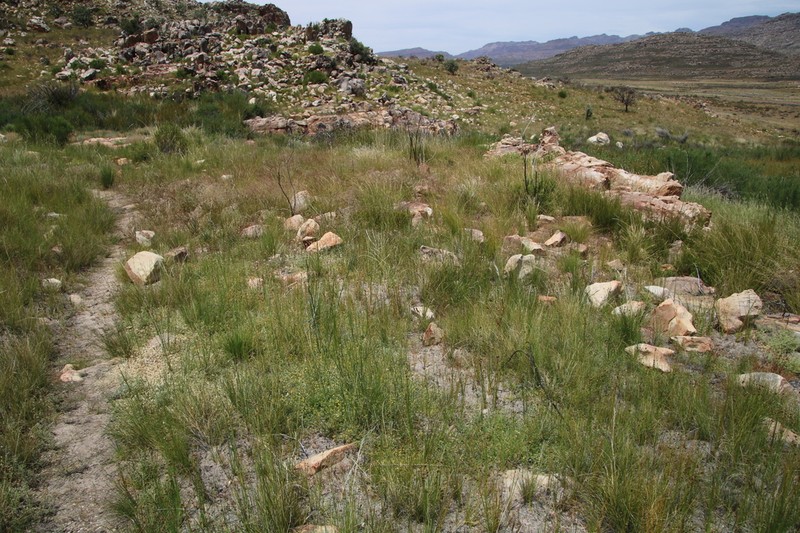 Aspalathus bodkinii photo 3