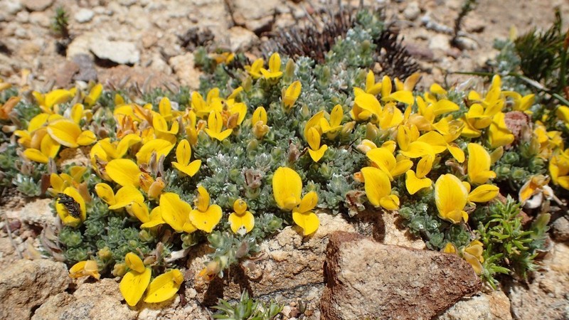 Aspalathus bodkinii photo 4