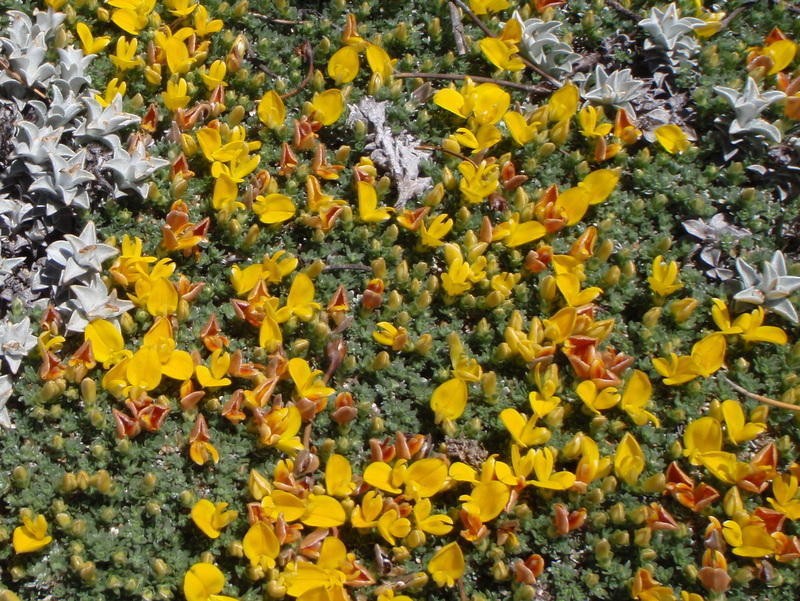 Aspalathus bodkinii photo 5