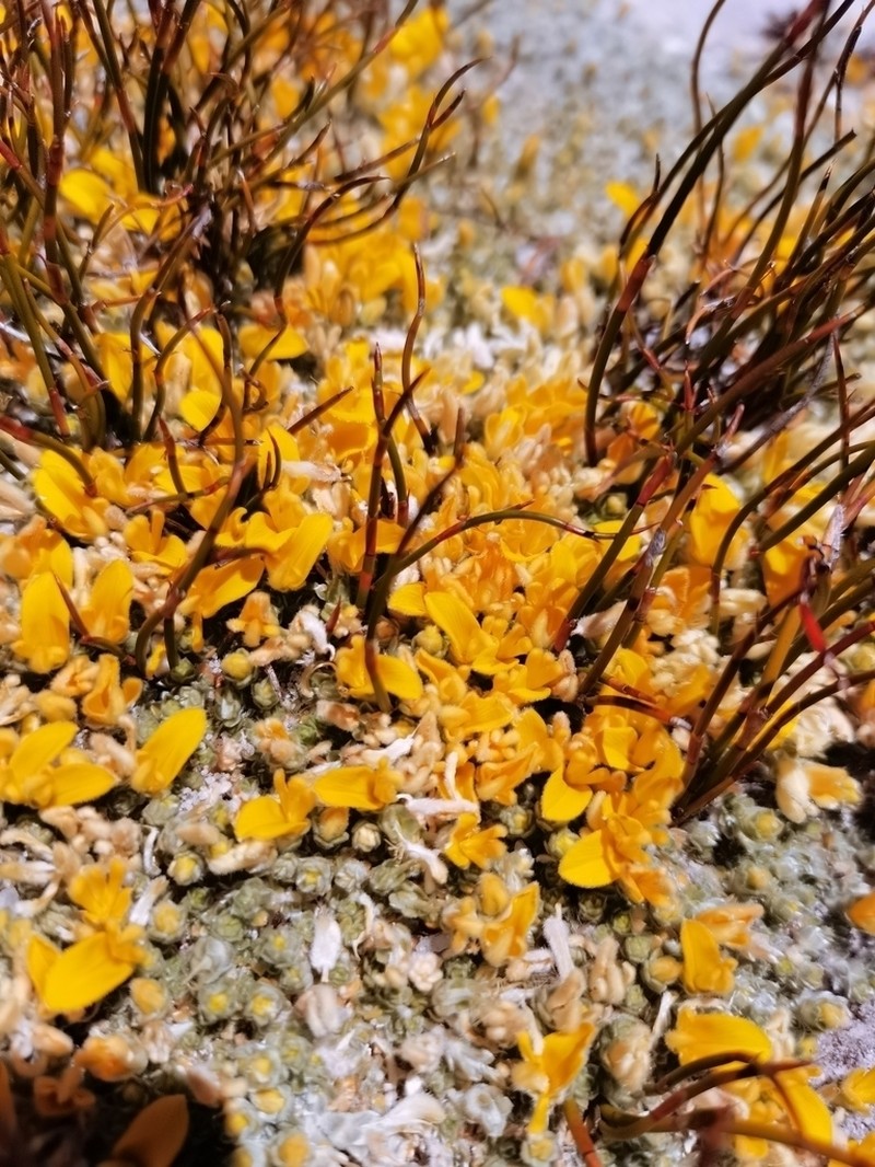 Aspalathus bodkinii photo 6