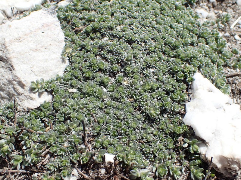 Aspalathus bodkinii photo 7