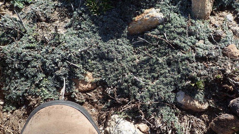 Aspalathus bodkinii photo 8